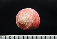 藏品(微風蠑螺)的圖片