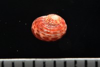 藏品(明輝蠑螺)的圖片