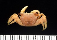 藏品(珊瑚擬相手蟹)的圖片