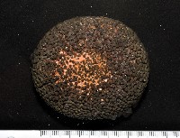 藏品(默氏笠海膽)的圖片