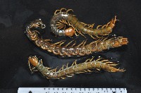 藏品(少棘蜈蚣(鳶頭蜈蚣))的圖片