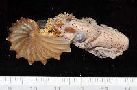 藏品(闊船蛸)的圖片