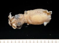 藏品(侏儒微鰭烏賊)的圖片