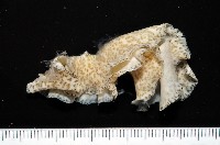 藏品(大盤扁蟲)的圖片