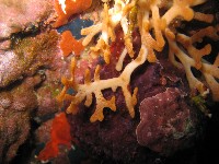 藏品(未知種五孔苔蟲)的圖片