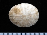 藏品(卵圓斜海膽)的圖片