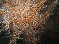 藏品(未知種筐蛇尾)的圖片