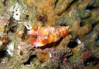 藏品(韓氏擬蟬蝦)的圖片