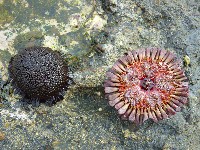 藏品(默氏笠海膽)的圖片