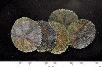 藏品(盾形網溝海膽)的圖片