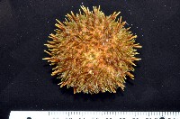 藏品(蒼白球海膽)的圖片