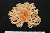 藏品(北極筐蛇尾)的圖片