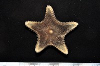 藏品(未知種櫛盤海星)的圖片