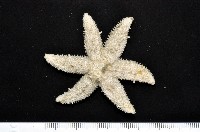 藏品(未知種海盤車)的圖片