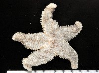 藏品(未知種海盤車)的圖片