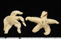 藏品(未知種海盤車)的圖片