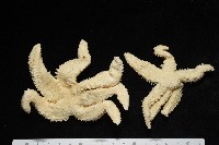 藏品(未知種海盤車)的圖片