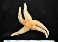 藏品(未知種海盤車)的圖片