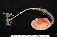 藏品(北極有柄海鞘)的圖片