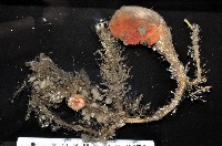 藏品(北極有柄海鞘)的圖片