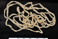 藏品(未知種紐蟲)的圖片