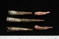 藏品(未知種筆帽蟲)的圖片