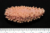 藏品(未知種海參)的圖片