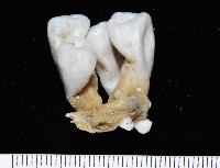 藏品(未知種海鞘)的圖片