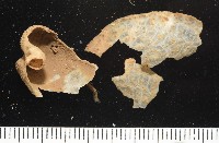 藏品(未知種葫蘆海膽)的圖片