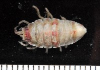 藏品(北極等足類)的圖片