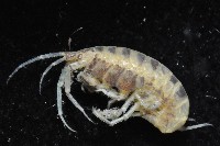 藏品(未知種端足類)的圖片