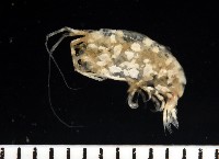 藏品(未知種端足類)的圖片