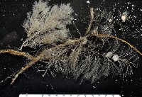 藏品(未知種水螅)的圖片