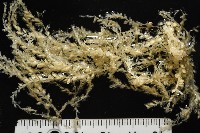 藏品(未知種水螅)的圖片