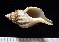 藏品(未知種峨螺)的圖片