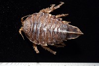 藏品(南極劍突水虱)的圖片