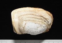 藏品(橢圓薄殼蛤)的圖片