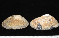 藏品(南極笠螺)的圖片