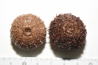 藏品(魯氏硬海膽)的圖片