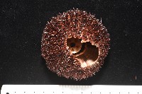 藏品(魯氏硬海膽)的圖片