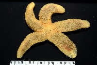 藏品(南極海盤車)的圖片