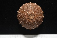 藏品(魯氏硬海膽)的圖片