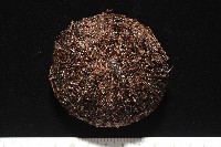 藏品(魯氏硬海膽)的圖片