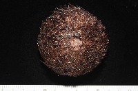 藏品(魯氏硬海膽)的圖片