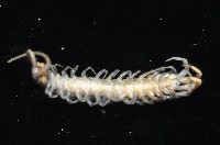 藏品(梅峰石蜈蚣)的圖片