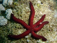 藏品(呂宋棘海星)的圖片