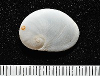 藏品(扁耳玉螺(波形扁玉螺))的圖片