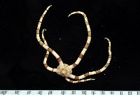 藏品(綠蛛蛇尾)的圖片