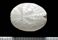 藏品(心形海壺)的圖片