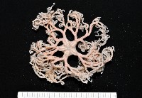 藏品(未知種筐蛇尾)的圖片